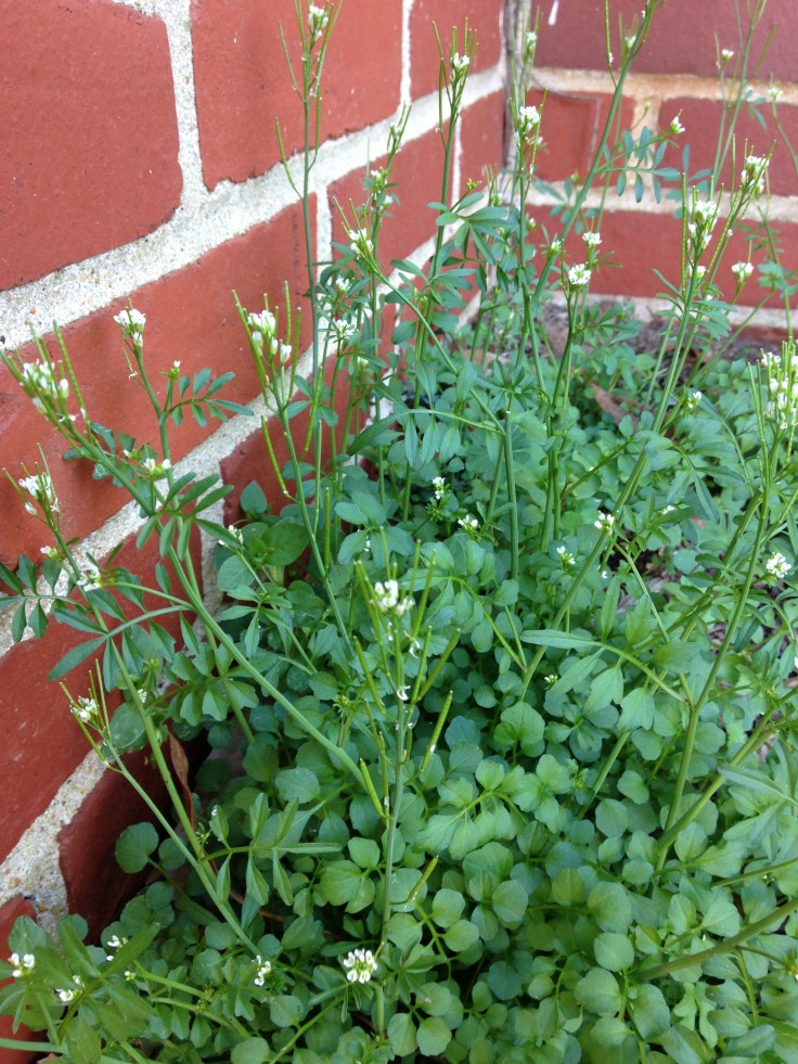 Wild bitter cress