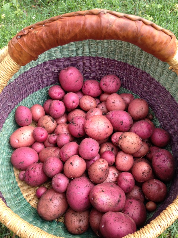 Red Norland Potatoes Red Lasoda Potatoes