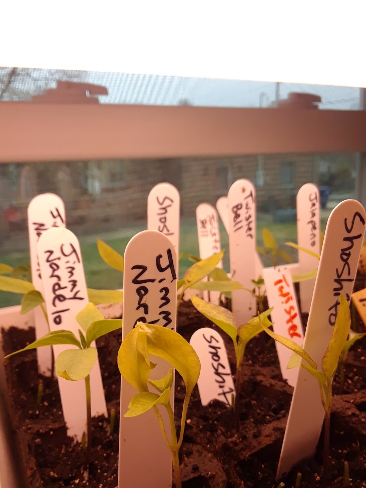 indoor pepper starts