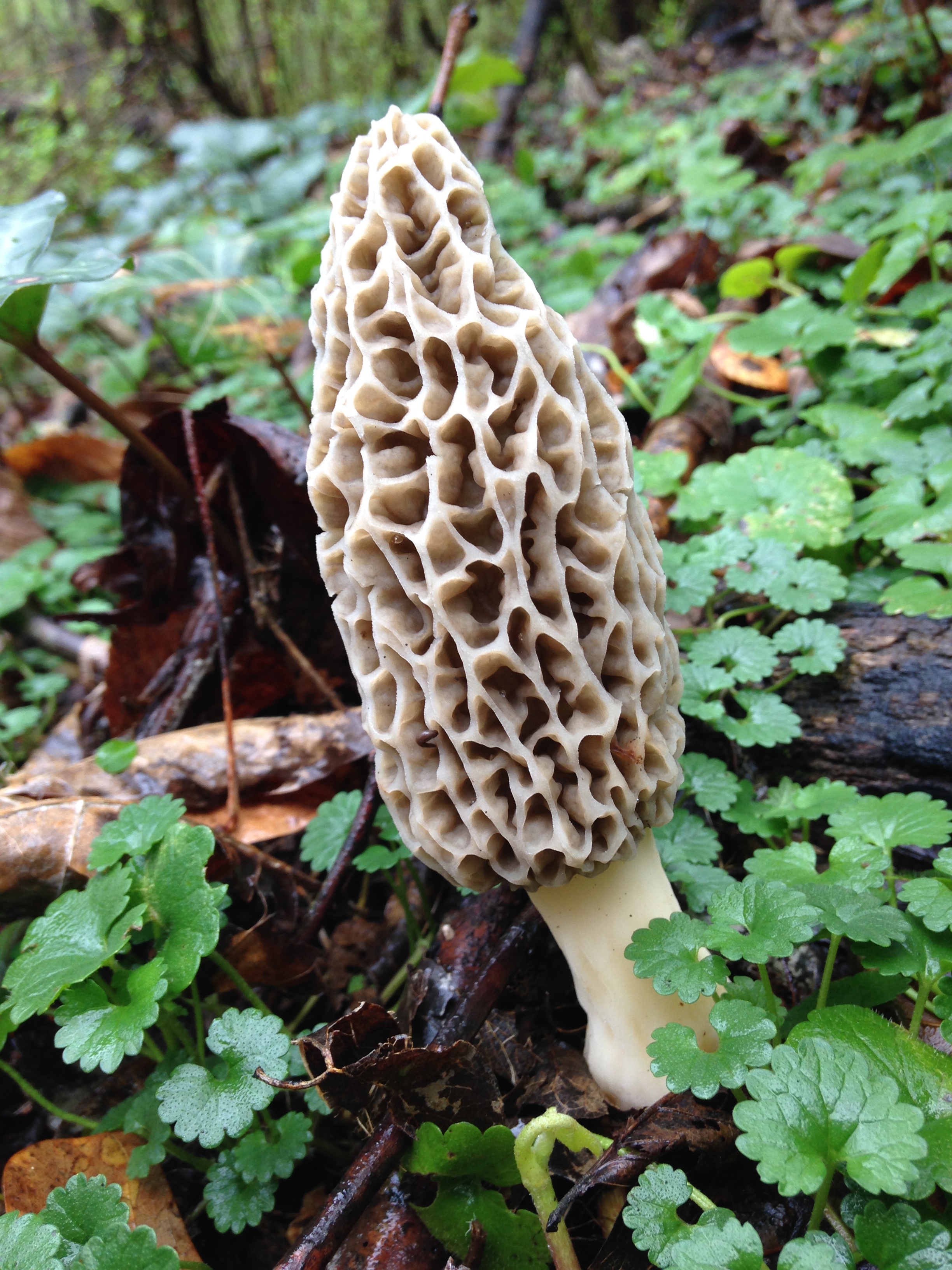 Morrel Pattern The Perfect Morel Patch and a Few Tips for Finding Morels in the Deep ...