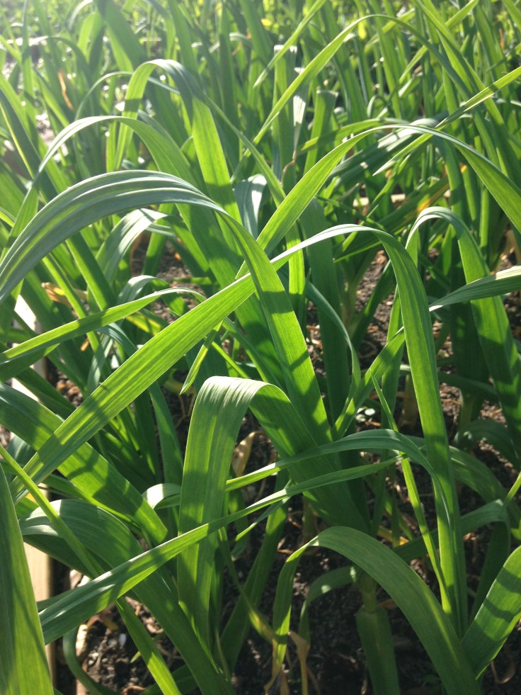 garlic in garden