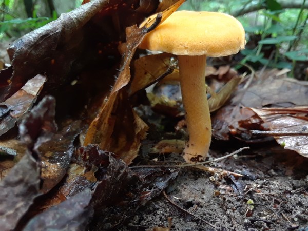 chanterelle pushing up leaves