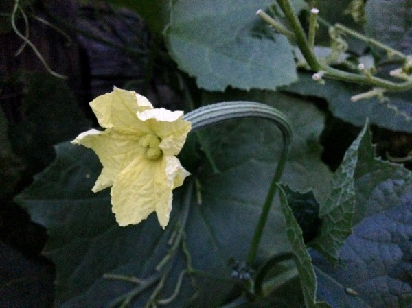 Female flower on luffa