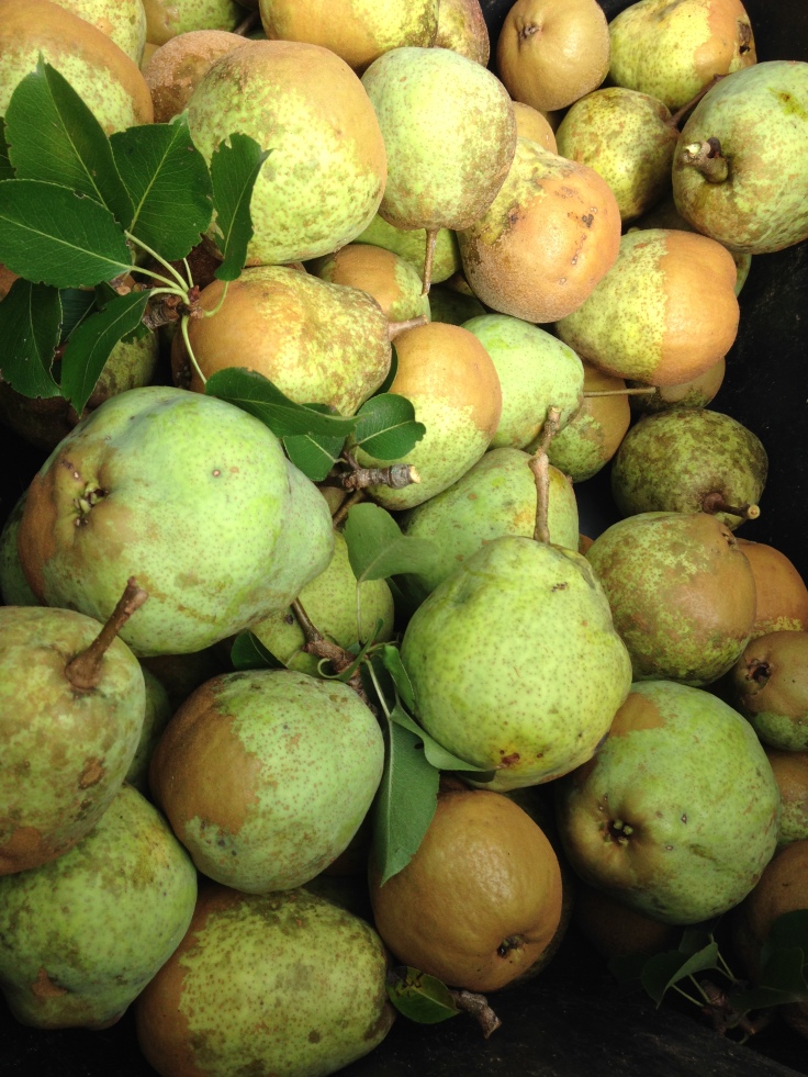 green pears in bin