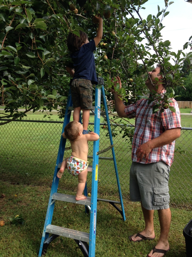kids picking pears with dad