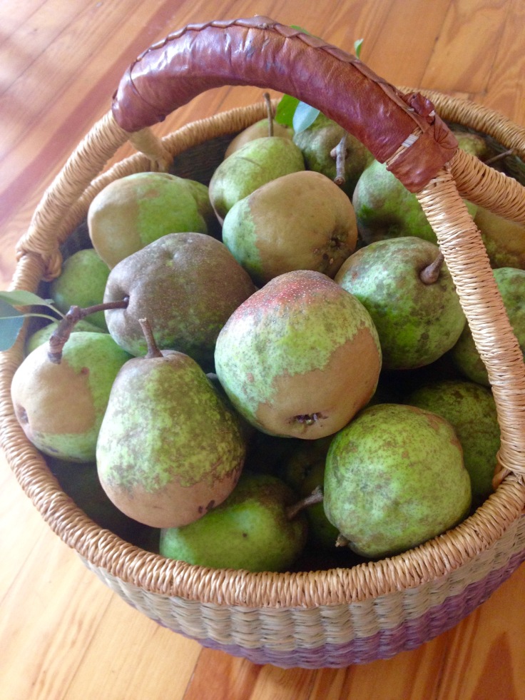 Basket full of green pears