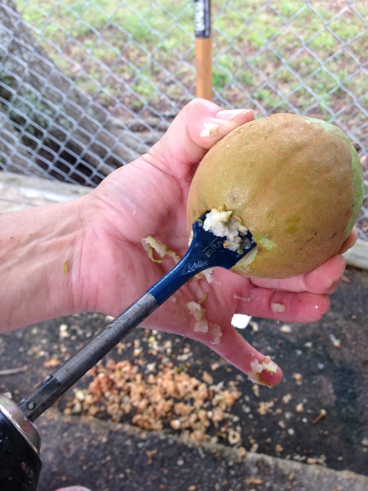 holding pear, coring with paddle bit