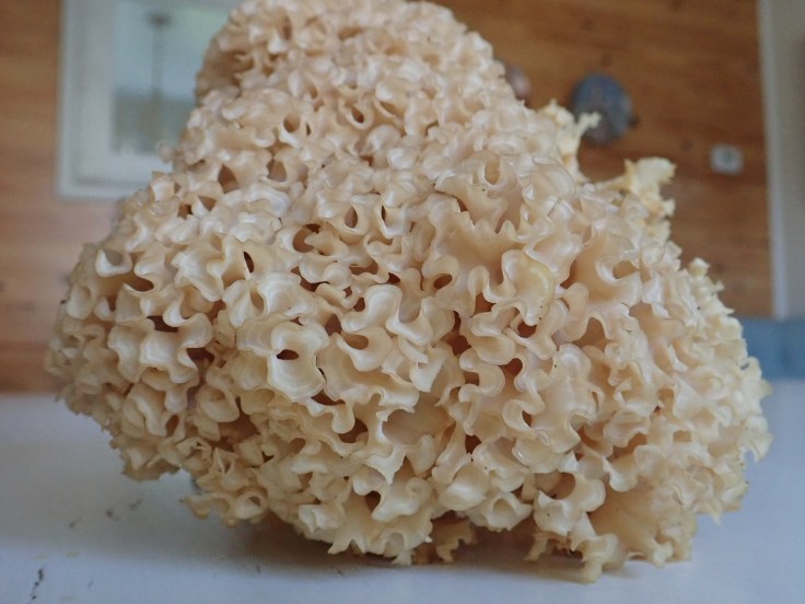 cauliflower mushtoom