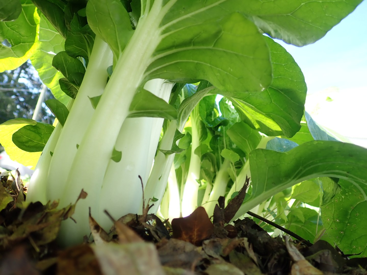 Choi Tree The Joy of Choi; Asian Greens in Southern Gardens – Digging Food
