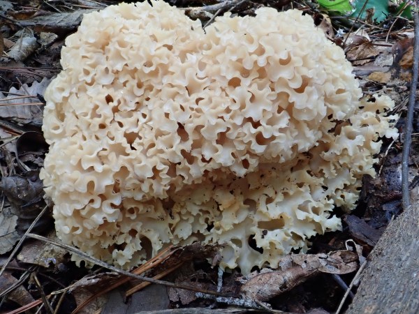 cauliflower mushroom