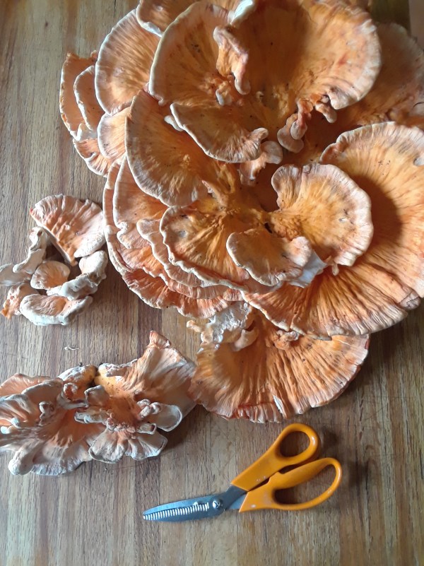 sulpher shelf in the kitchen