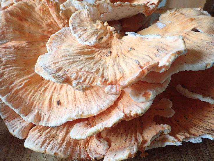 laetiporus